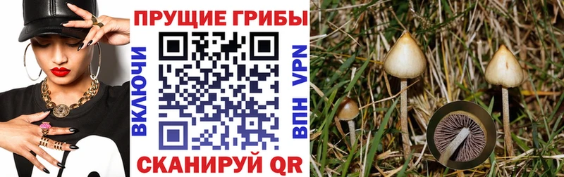 Купить  Звенигово  Галлюциногенные грибы Cubensis 